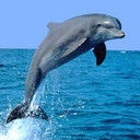 delfin.jpg